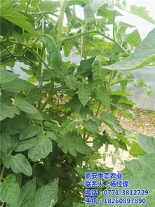 西紅柿營(yíng)養(yǎng)素與素安營(yíng)養(yǎng)素 農(nóng)副土特產(chǎn)品中的健康選擇